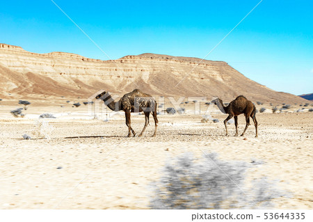 A cute, wild, single-humped camel lies on the A cute, wild, single-humped camel lies on the 53644335