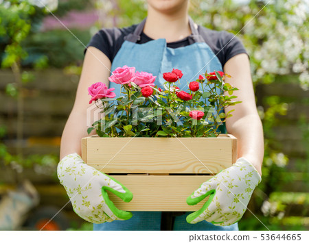 Photo of woman in gloves with box with roses standing in garden 53644665