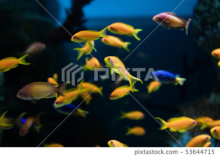 Fish is kind of cichlids swimming in water Fish is kind of cichlids swimming in water 53644715