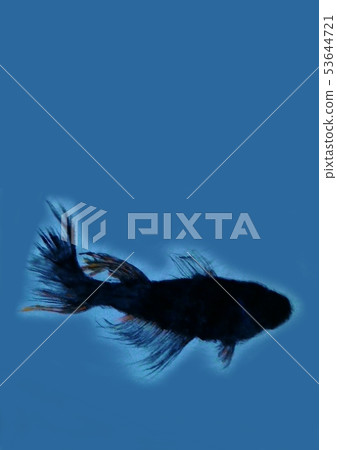 Black medaka Black medaka 53644721