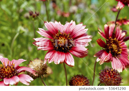 Ooten'ningiku 53645290