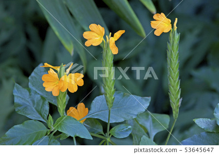 跨桑德拉 53645647