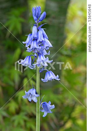 席勒Hispanica 53645648