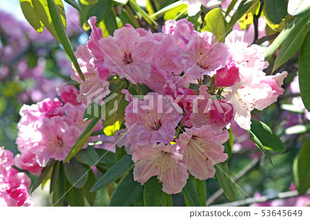 西方杜鵑花 西方杜鵑花 53645649