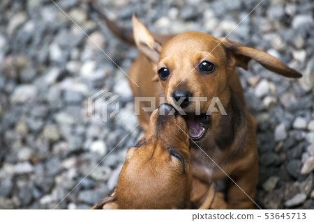 dachshund puppy portrait stone background dachshund puppy portrait stone background 53645713