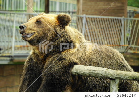 夏天在熊大農場的夏天棒 夏天在熊大農場的夏天棒 53646217