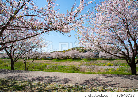 春天公園 53646738