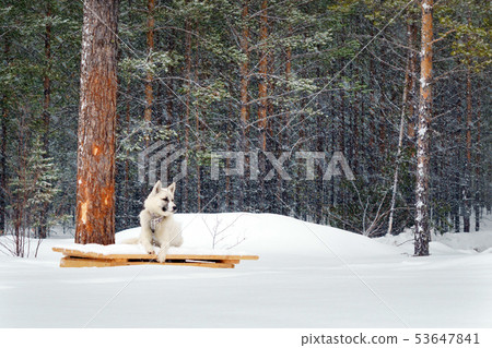 white dog on a chain in winter white dog on a chain in winter 53647841