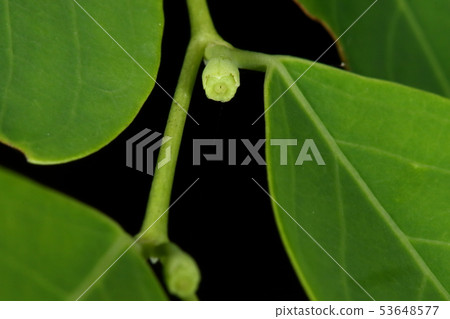 Nature plant Aesculus hippocastanum, female flower. There is no petal, and it is attached to the agate in a small bowl Nature plant Aesculus hippocastanum, female flower. There is no petal, and it is attached to the agate in a small bowl 53648577