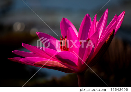 RedLotus RedLotus 53648696
