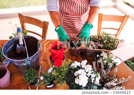 A midsection of young man gardener outdoors at home, planting flowers. A midsection of young man gardener outdoors at home, planting flowers. 53648815
