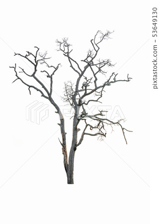 Dead tree isolated on white background Dead tree isolated on white background 53649130