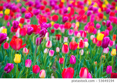 tulips bloom in the garden tulips bloom in the garden 53649194