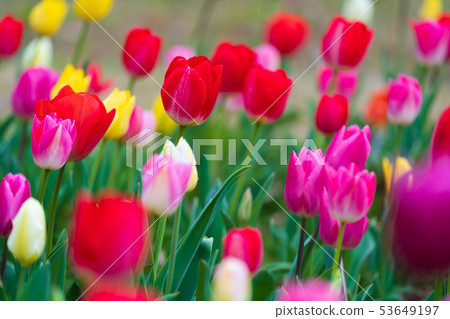 tulips bloom in the garden tulips bloom in the garden 53649197