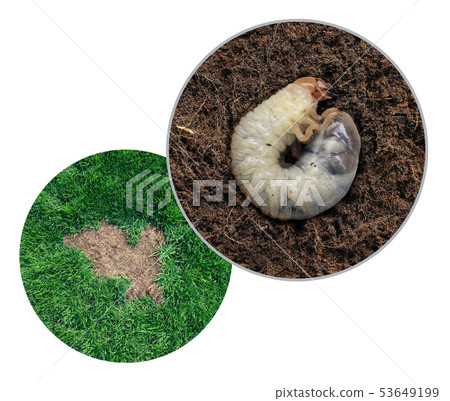 Lawn Grub Damage 53649199