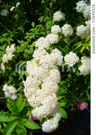 Kotei在住宅區的花園裡盛開 Kotei在住宅區的花園裡盛開 53649328