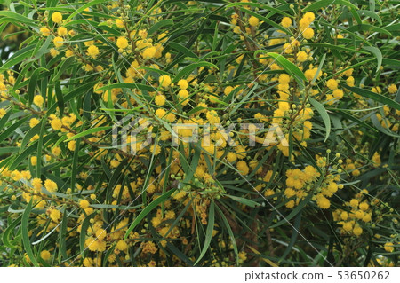 自然植物Soushiju花在初夏開花。葉子（假葉子）看起來像柳樹，但是豆科樹 53650262