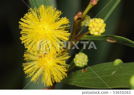 它是一種天然植物和一種花。因為它是一個豆科家族,它看起來就像Nemunoki等。 它是一種天然植物和一種花。因為它是一個豆科家族,它看起來就像Nemunoki等。 53650263
