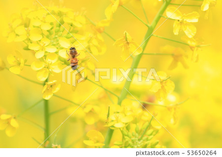 強姦花和蜜蜂 53650264