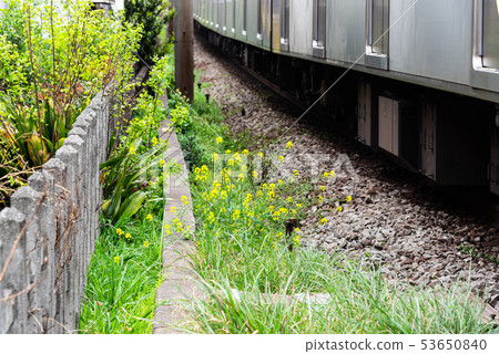 Flower along the track 53650840