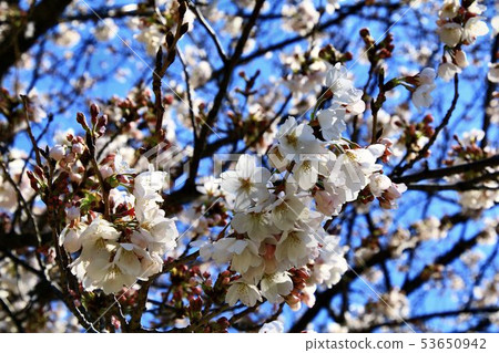 Spring · Sakura Bloom Spring · Sakura Bloom 53650942