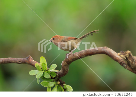 粉紅鸚嘴,棕頭鴉雀,鳥 粉紅鸚嘴,棕頭鴉雀,鳥 53651245
