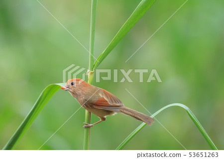 粉紅鸚嘴,棕頭鴉雀,鳥 粉紅鸚嘴,棕頭鴉雀,鳥 53651263