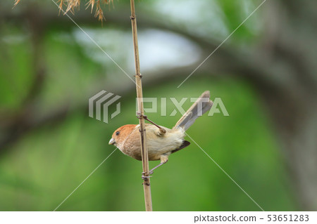粉紅鸚嘴,棕頭鴉雀,鳥 粉紅鸚嘴,棕頭鴉雀,鳥 53651283