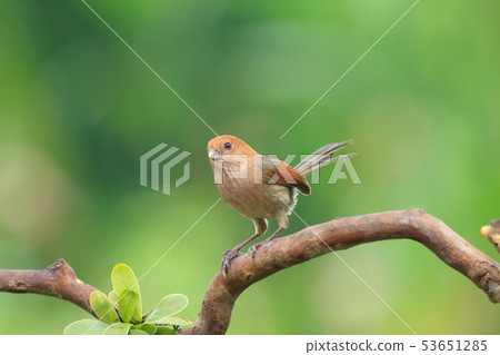 粉紅鸚嘴,棕頭鴉雀,鳥 粉紅鸚嘴,棕頭鴉雀,鳥 53651285