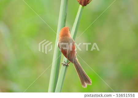 粉紅鸚嘴,棕頭鴉雀,鳥 粉紅鸚嘴,棕頭鴉雀,鳥 53651558