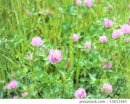 Red clover spring flower wildflowers Red clover spring flower wildflowers 53652465