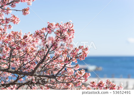Atami cherry blossoms of Atami sun beach 53652491