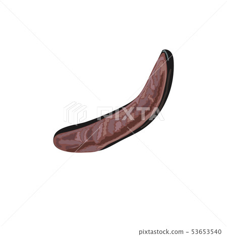 Ripe carob sweet pods whole and halved, seeds and Ripe carob sweet pods whole and halved, seeds and 53653540
