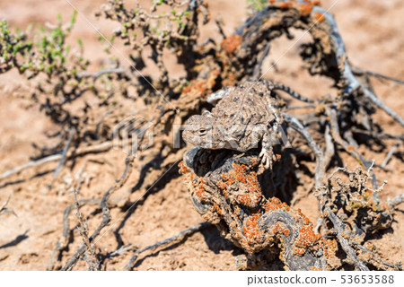 Close portrait of Phrynocephalus helioscopus agama in nature Close portrait of Phrynocephalus helioscopus agama in nature 53653588