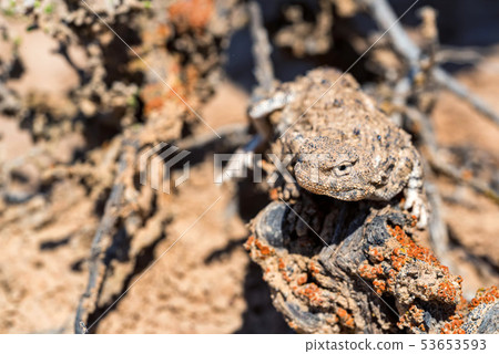 Close portrait of Phrynocephalus helioscopus agama in nature Close portrait of Phrynocephalus helioscopus agama in nature 53653593