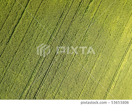 Aerial drone photography. Flying over the cornfield Aerial drone photography. Flying over the cornfield 53653806