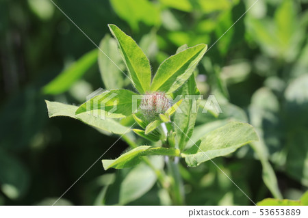 Murasakitetsukusa 53653889