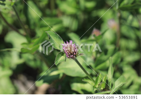 Murasakitetsukusa 53653891