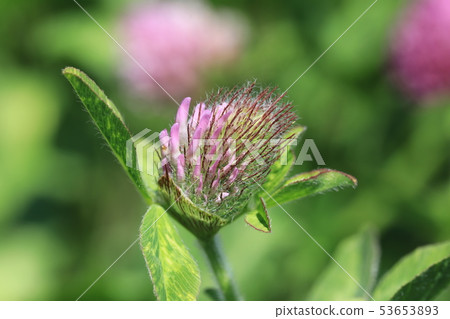 Murasakitetsukusa 53653893