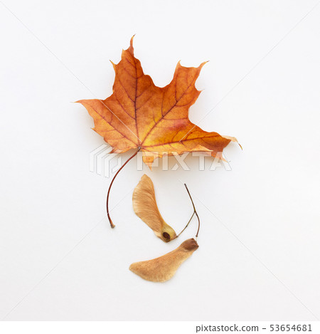 Maple leaf and seeds. 53654681
