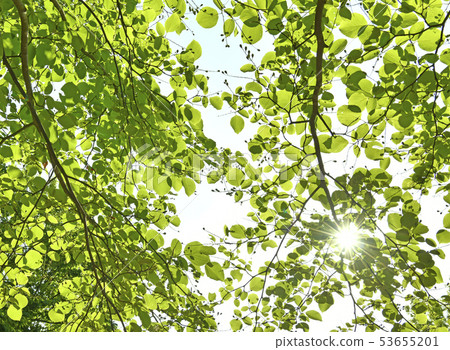 日本植物景觀初夏/陽光（生態，盛大，愛情旅行等） 53655201