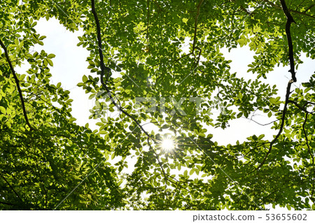 Japanese plant landscape Fresh green and the sun (eco, carelessness, caress, eloquence, activity, caring, images of believing you, etc.) Japanese plant landscape Fresh green and the sun (eco, carelessness, caress, eloquence, activity, caring, images of believing you, etc.) 53655602