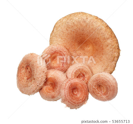 Edible milk mushrooms 53655713