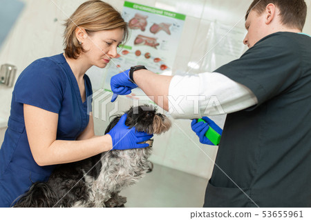 Veterinary, ophthalmologists examine the injured 53655961