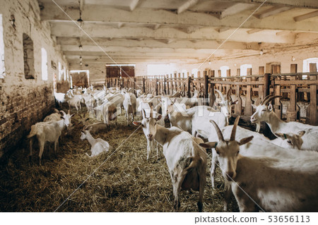 herd goats farm indoors breeding animal care 53656113