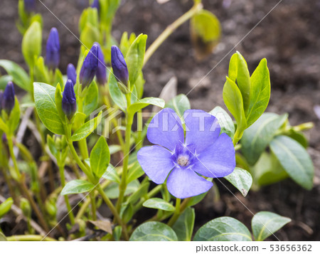 Close up macro of common dwarf periwinkle plant, Vinca minor. Delicate and bright blue flowers of 53656362