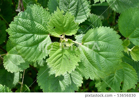 Yabu mao leaf 53656830