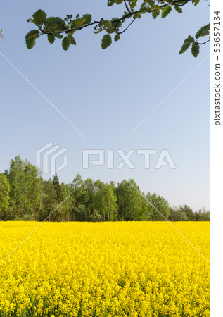 Blossom rape seed field by a cloudless blue sky Blossom rape seed field by a cloudless blue sky 53657134