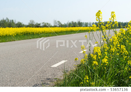 Blossom rape seed plants and a rape seed field by Blossom rape seed plants and a rape seed field by 53657136