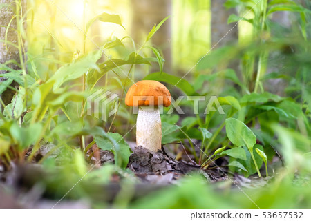 Red mushroom leccinum in the forest, closeup. Red mushroom leccinum in the forest, closeup. 53657532
